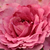 Różowy  - Róże rabatowe floribunda - Csíkszereda